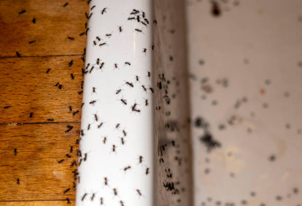 Best Flea Control Services  in Deale, MD